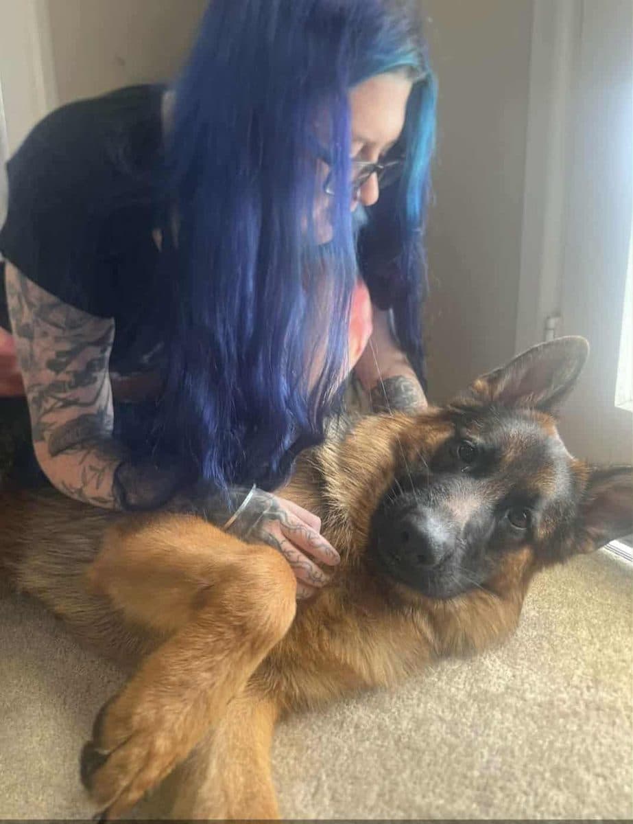 Chester, Brittany's German Shepherd (2)